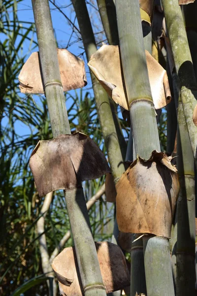 Detalle Bambú Gigante — Foto de Stock