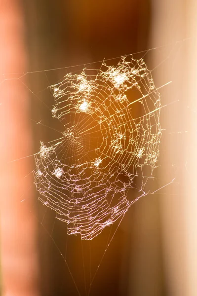 Αράχνη Web Παγίδα Για Έντομα — Φωτογραφία Αρχείου