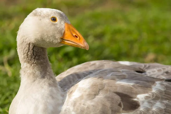 Young Pomeranian Goose Young Domestic Goose — Stok fotoğraf