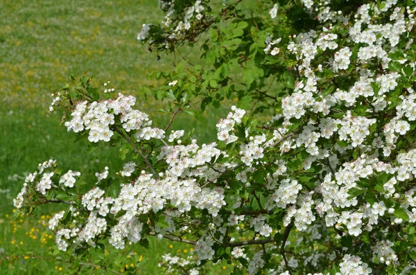 Widok Pięknych Wiosennych Kwiatów — Zdjęcie stockowe