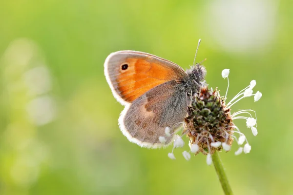 Petite Heufalter Sur Une Fleur Herbe Fond Vert — Photo