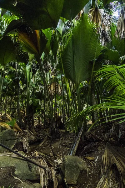 Praslin National Park Vallee Mai Praslin Seychelles — 스톡 사진