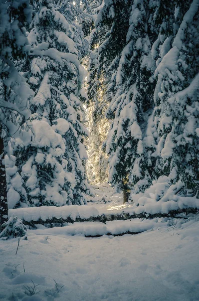 Schnee Bedeckte Bäume Winter Viitna Estland — Stockfoto