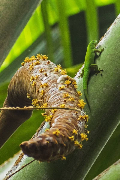 Seychelles Digue Anse Marron — Stock Fotó