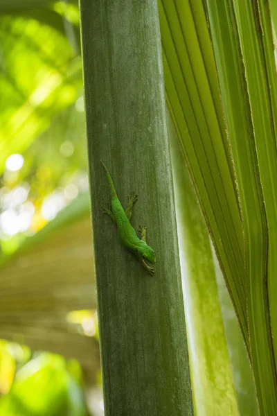 Seychellen Digue Anse Marron — Stockfoto