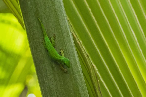 Gekko Praslin National Park Vallee Mai Praslin Seychelles — 스톡 사진