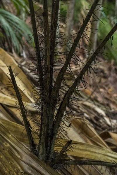 Praslin Ulusal Parkı Vallee Mai Praslin Seyşeller — Stok fotoğraf