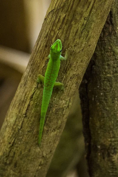 Gekko Praslin National Park Vallee Mai Praslin Seychelles — 스톡 사진