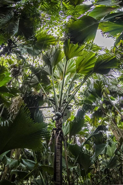 Parque Nacional Praslin Vallee Mai Praslin Seicheles — Fotografia de Stock