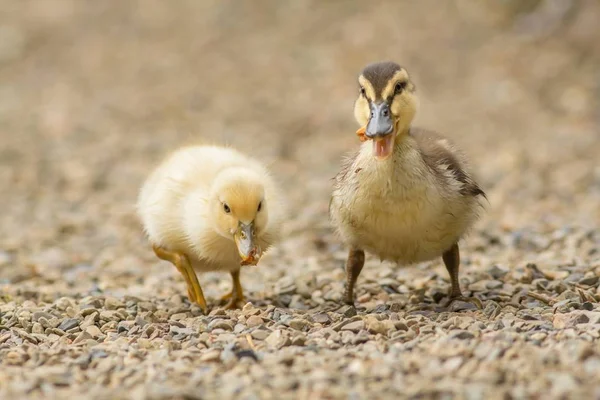 Mallard Mongrel Chick Mallard Hybrid Chicks — Stockfoto