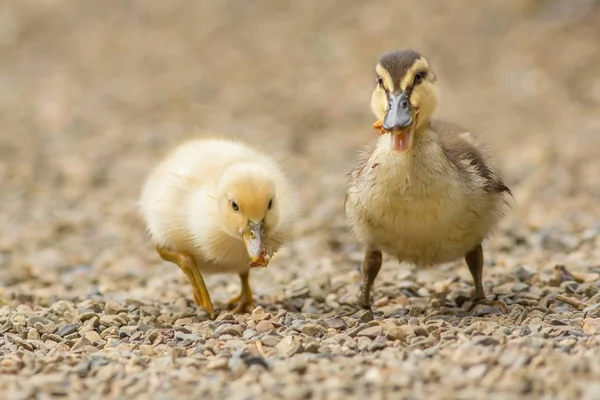 Mallard Mongrel Chick Mallard Hybrid Chicks — Stockfoto