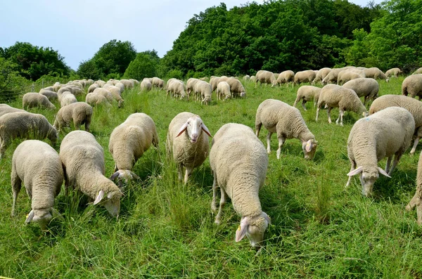 Naturskön Utsikt Över Landsbygden Selektivt Fokus — Stockfoto