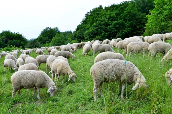 Ovelha Doméstica Pasto — Fotografia de Stock