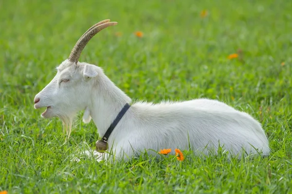 White House Goat Pasture White Goat Meadow — 스톡 사진