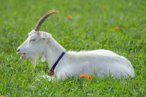 White House Goat Pasture White Goat Meadow — 图库照片