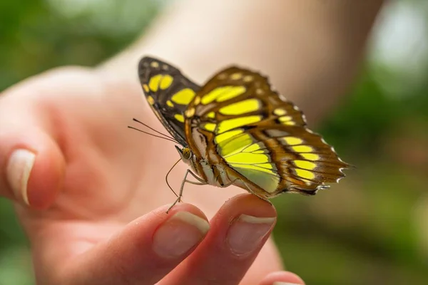 Malachite Girls Hand Malachite Butterfly Girls Hand — Stockfoto