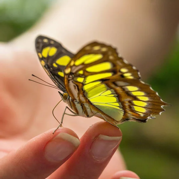 Malachite Girls Hand Malachite Butterfly Girls Hand — Stockfoto