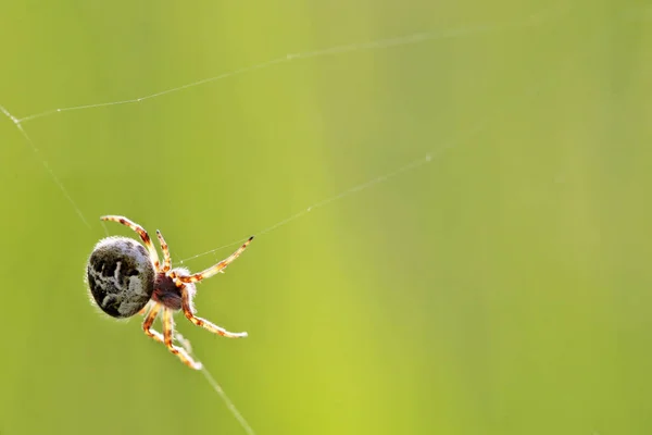 Feuille Chêne Araignée Dans Toile — Photo