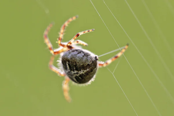 Spinning Eklöv — Stockfoto