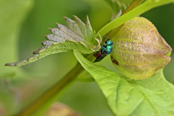 gold wasp resting on small things rattle