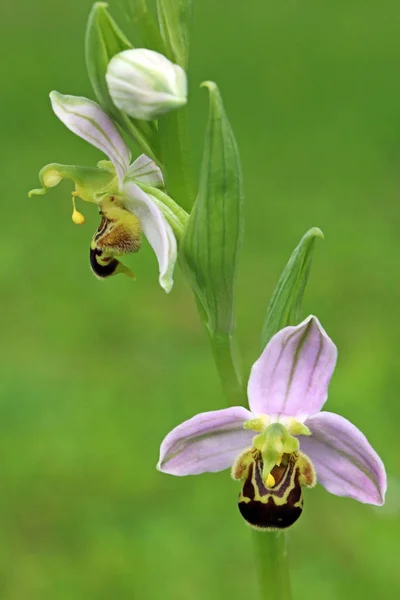 Orchidée Abeille Fleur Vue Face Vue Côté — Photo