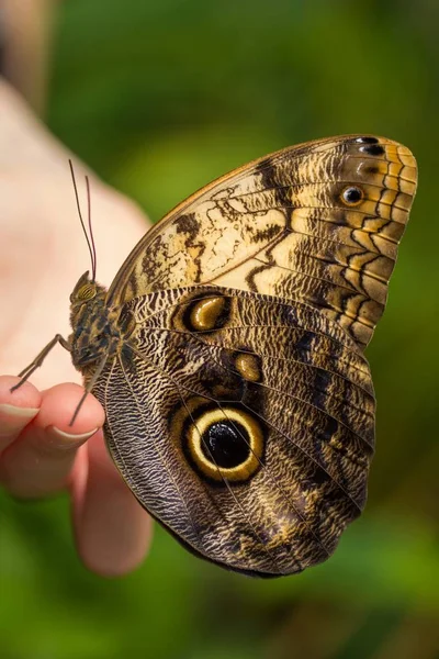 Bananenfalter Hand Girl Banana Moth Hand Girl — Stockfoto