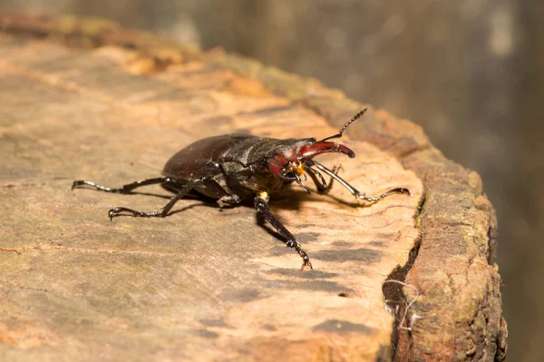 野生の自然界での虫の接近 — ストック写真