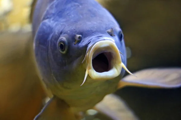 Nahaufnahme Eines Fisches Aquarium — Stockfoto