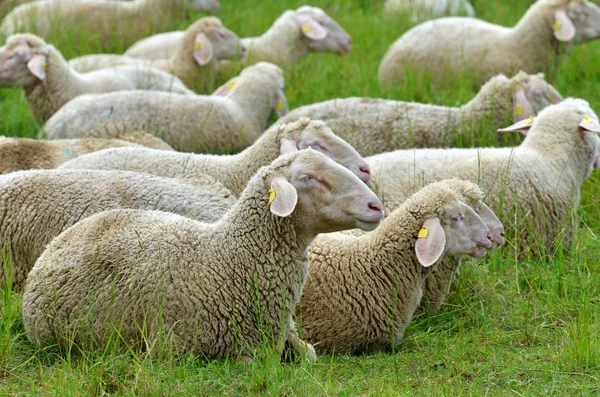 Ovejas Domésticas Pasto — Foto de Stock