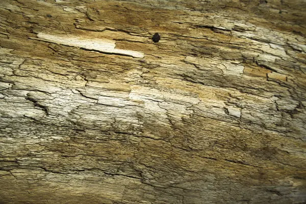 Textur Eines Ausgetrockneten Alten Baumstammes — Stockfoto
