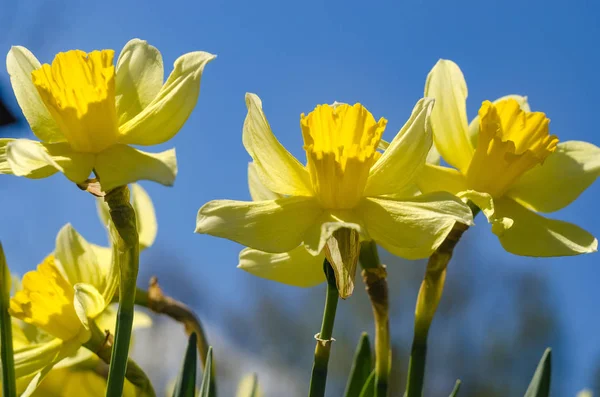 Jonquille Fleurit Dans Jardin Filmée Gros Plan — Photo