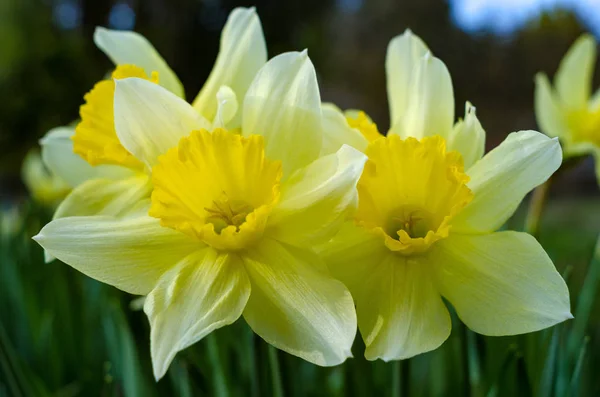 Daffodil Floresce Jardim Filmado Close — Fotografia de Stock