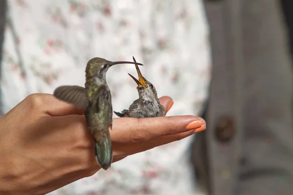 Kolibris Ernähren Sich Von Der Hand Eines Mädchens — Stockfoto