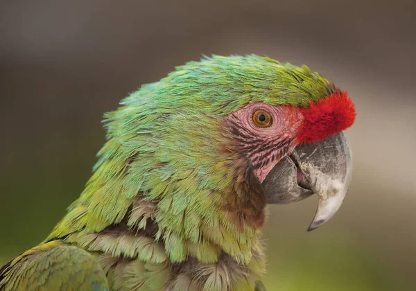 Profile Macaw Parrot Blurry Background — Stock Photo, Image