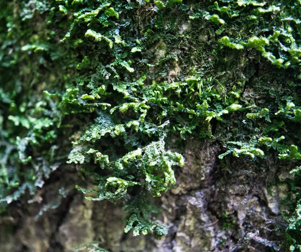 Mech Kůře Stromu — Stock fotografie