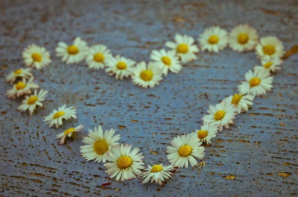 Herzform Gebildet Aus Gänseblümchen Blumen Auf Einer Alten Textur Hellblauen — Stockfoto