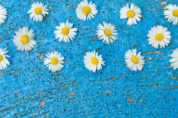 Φως Μπλε Παλιά Φόντο Υφή Μαργαρίτα Λουλούδια Φόντο Τιρκουάζ Εκλεκτής — Φωτογραφία Αρχείου
