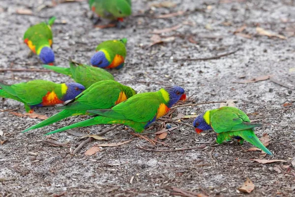 Vacker Utsikt Över Vacker Papegoja Naturen — Stockfoto