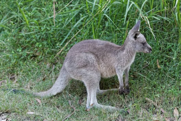 Junges Östliches Graues Känguru — Stockfoto
