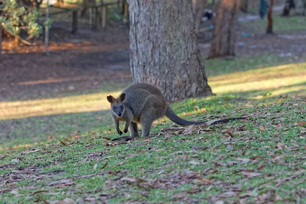 Kängurutier Australische Fauna — Stockfoto