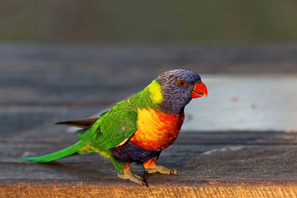 Vogelthema Malerischer Schuss — Stockfoto