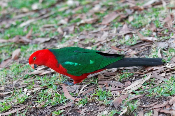 Vue Panoramique Bel Oiseau Perroquet — Photo