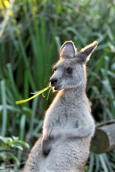 Animal Canguru Fauna Australiana — Fotografia de Stock
