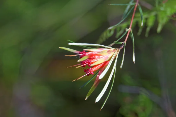 Fleur Rouge Dans Jardin — Photo