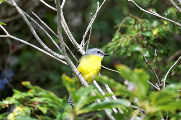 Vacker Utsikt Över Vackra Robin Fågel Naturen — Stockfoto