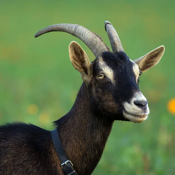 Capra Domestica Bruna Nel Pascolo Capra Bruna Sul Prato — Foto Stock