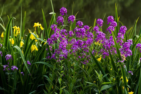 Plantas Floridas Verão Água Selketal Stieg Resina — Fotografia de Stock