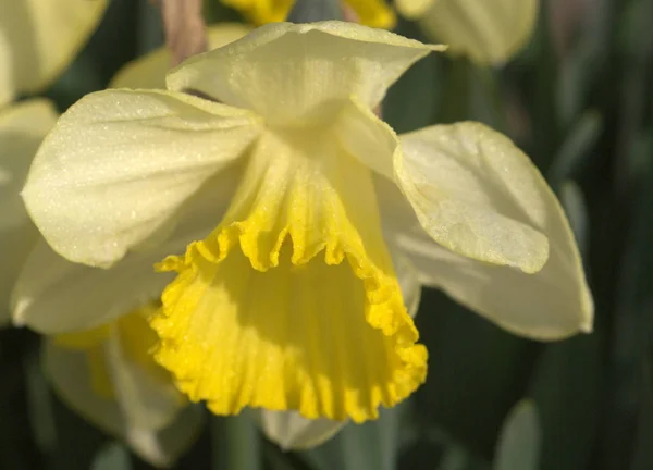 Vista Cênica Bela Flor Narciso — Fotografia de Stock