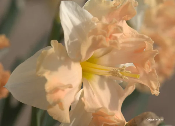 Vista Panorámica Hermosa Flor Narciso — Foto de Stock