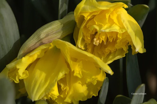 Vista Panoramica Del Bellissimo Fiore Narciso — Foto Stock